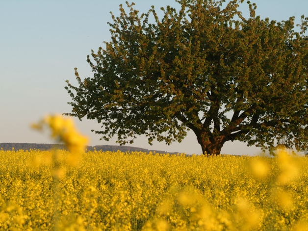 Cherry tree in a field of blooming canola.